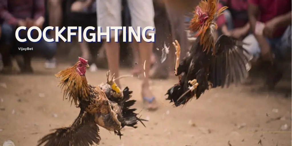 Cockfighting in India